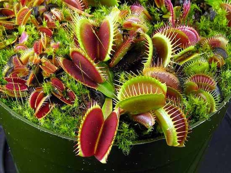 Venus Flytrap. Đây có lẽ là  loài cây ăn thịt kỳ dị nổi tiếng và nguy hiểm nhất trong các loài cây ăn thịt. Cơ chế bẫy rất đơn giản chúng có những chiếc lá có bộ phận cảm nhận khi con mồi đậu vào cây thì ngay lập tức chúng đóng lại luôn làm con mồi mắc kẹt bên trong. Một con mồi sẽ bị tiêu hóa hoàn toàn trong khoảng 10 ngày.